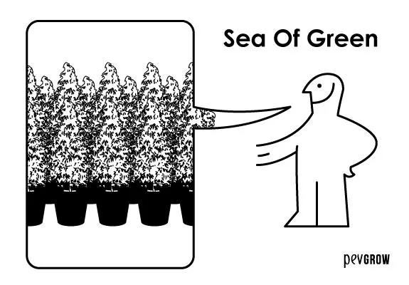Dibujo en blanco y negro de plantas de cannabis muy juntas en macetas, junto a un personaje que las señala y el título «Sea Of Green».