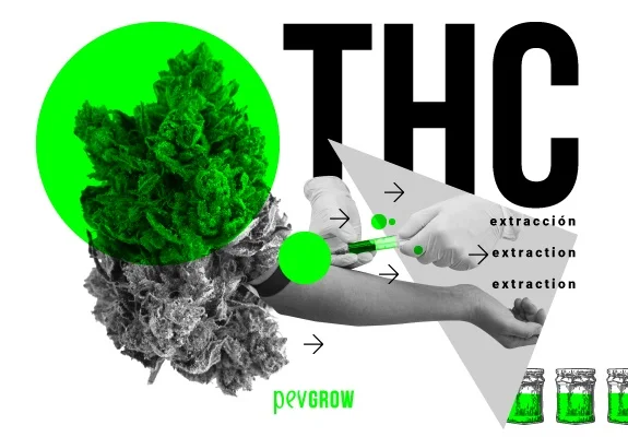 Collage sobre extracción de THC con un cogollo, manos manipulando utensilios, flechas y pequeños frascos con contenido verde. Collage sobre extracción de THC con un cogollo, manos manipulando utensilios, flechas y pequeños frascos con contenido verde.