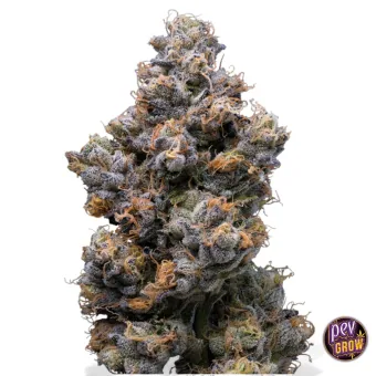 Cogollo de Miami Yayo, semillas feminizadas de Cookies Seed Bank, con tonos morados y pelos naranjas