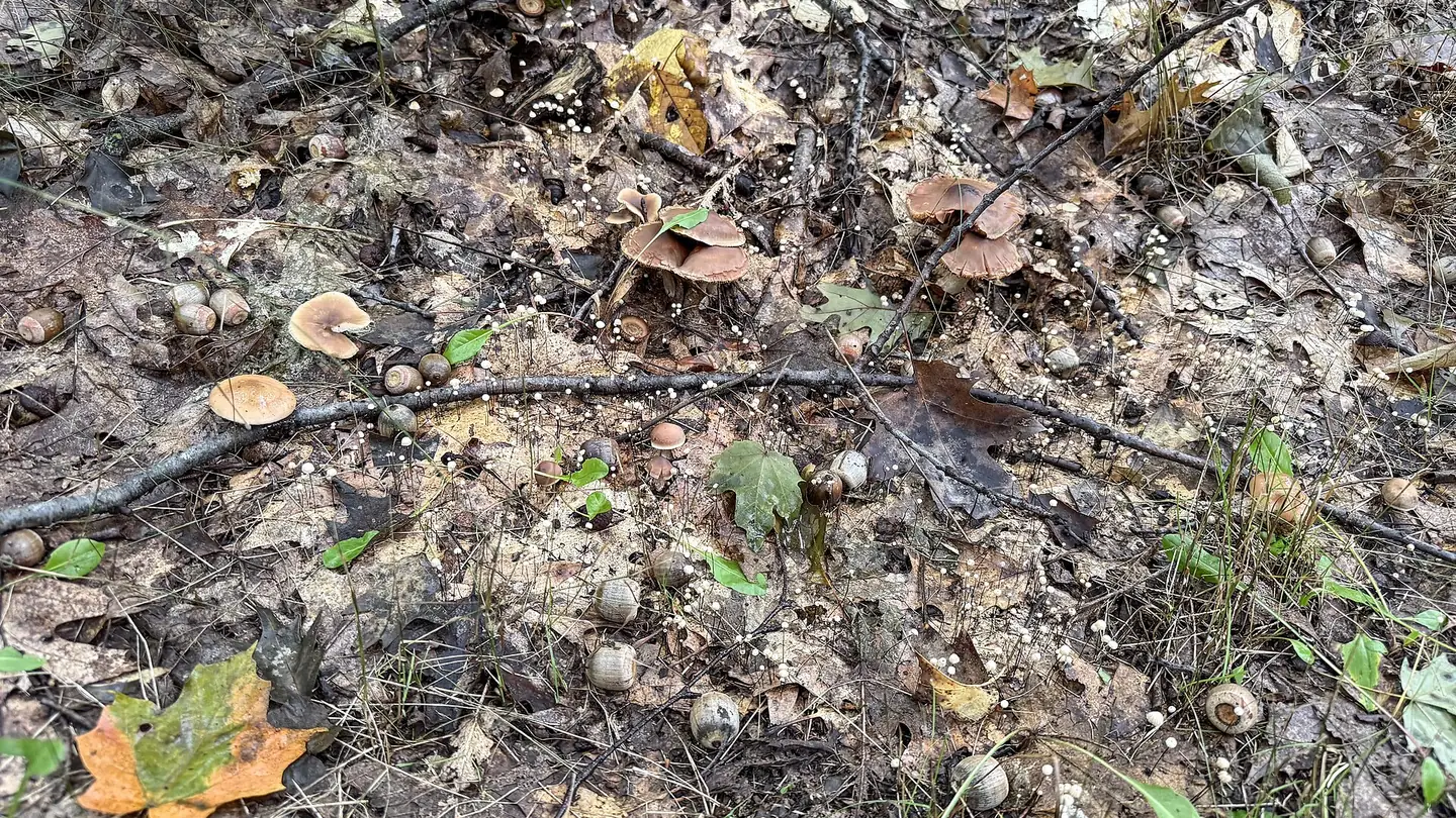Suelo de bosque con hojarasca húmeda, ramitas y una hoja de arce naranja, con dos grupos de setas pardas de sombrero ancho y muchos hongos diminutos blancos sobre tallos finos.
