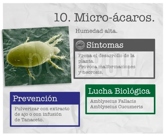 Infografía sobre microácaros con un ejemplar ampliado sobre una hoja y recuadros de síntomas, prevención y lucha biológica.