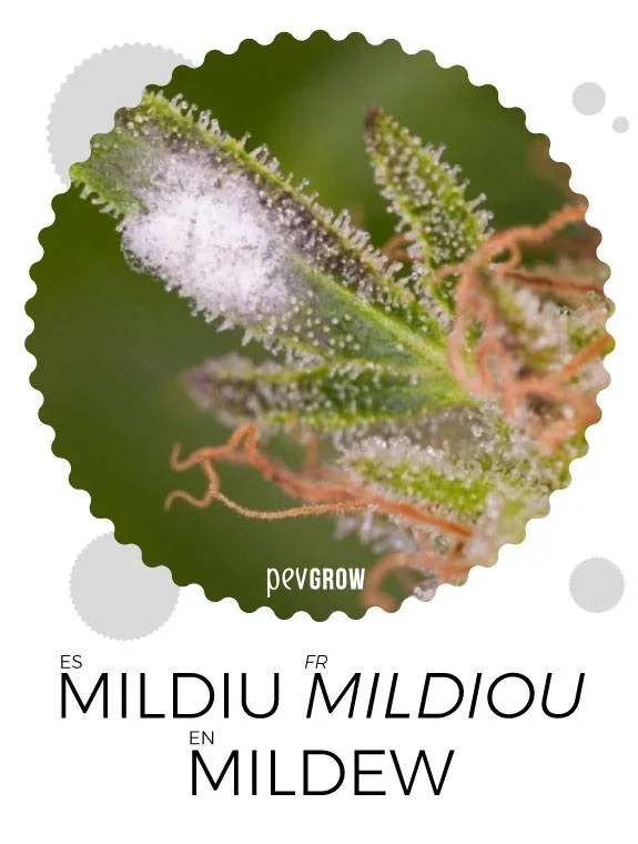 Detalle de una flor de cannabis con una zona blanca de aspecto algodonoso, en una lámina rotulada «Mildiu», «Mildiou» y «Mildew». Detalle de una flor de cannabis con una zona blanca de aspecto algodonoso, en una lámina rotulada «Mildiu», «Mildiou» y «Mildew».