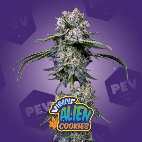 Rama de cannabis con cogollos de aspecto blanquecino sobre fondo morado, con el rótulo «Miracle Alien Cookies» en la parte inferior.