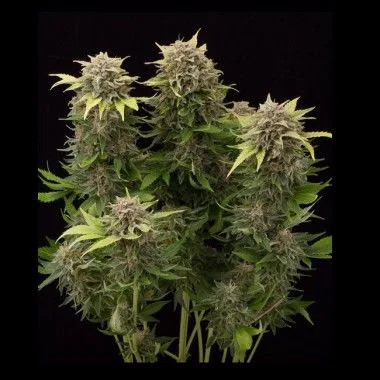 Planta de cannabis sobre fondo negro, con varios cogollos alargados, hojas verdes estrechas y tallos visibles en la base.