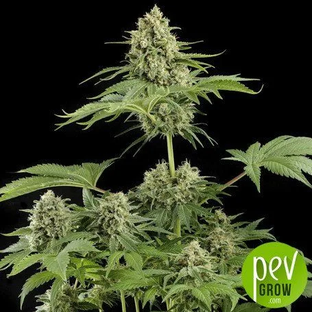 Planta de cannabis con cogollo superior alargado, varias flores laterales y hojas verdes dentadas sobre fondo negro, con logo de PEV Grow. Planta de cannabis con cogollo superior alargado, varias flores laterales y hojas verdes dentadas sobre fondo negro, con logo de PEV Grow.