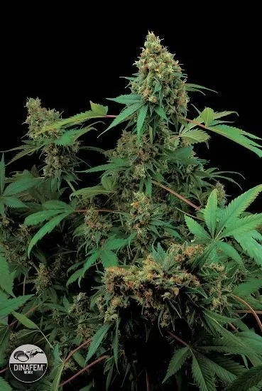 Planta de cannabis con numerosos cogollos, hojas verdes y tallos rojizos sobre fondo negro; logotipo de Dinafem en la esquina inferior izquierda. Planta de cannabis con numerosos cogollos, hojas verdes y tallos rojizos sobre fondo negro; logotipo de Dinafem en la esquina inferior izquierda.