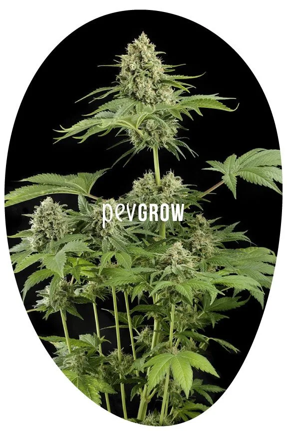Planta de cannabis con cogollos y hojas dentadas dentro de un óvalo negro sobre fondo blanco, con la marca «pevgrow» superpuesta. Planta de cannabis con cogollos y hojas dentadas dentro de un óvalo negro sobre fondo blanco, con la marca «pevgrow» superpuesta.