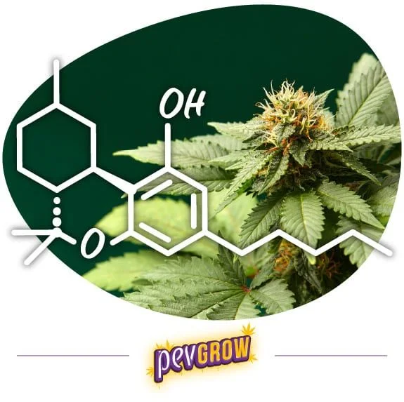 Representación de una estructura molecular blanca superpuesta a un cogollo y hojas de cannabis, con el logotipo de Pevgrow debajo. Representación de una estructura molecular blanca superpuesta a un cogollo y hojas de cannabis, con el logotipo de Pevgrow debajo.