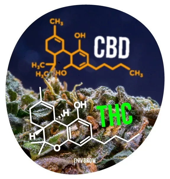 Montaje de cogollos con dibujos estructurales rotulados CBD y THC y logo Pevgrow
