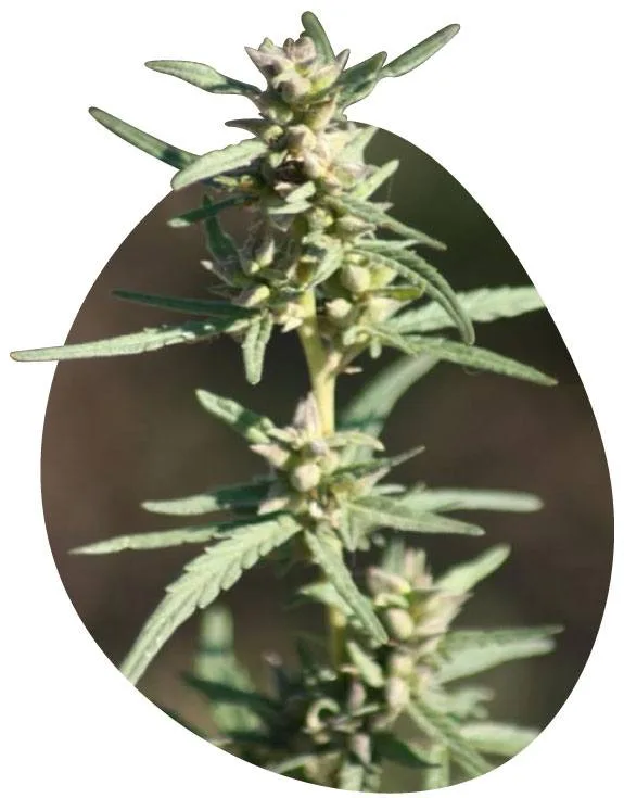 Tallo de cannabis con hojas estrechas y pequeñas agrupaciones de flores, sobre un fondo desenfocado con recorte ovalado. Tallo de cannabis con hojas estrechas y pequeñas agrupaciones de flores, sobre un fondo desenfocado con recorte ovalado.