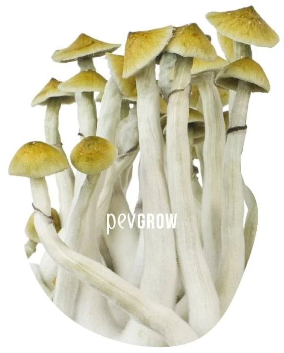Grupo de setas de tallos largos y blanquecinos con sombreros dorados de distintos tamaños, sobre fondo blanco y con marca Pevgrow. Grupo de setas de tallos largos y blanquecinos con sombreros dorados de distintos tamaños, sobre fondo blanco y con marca Pevgrow.