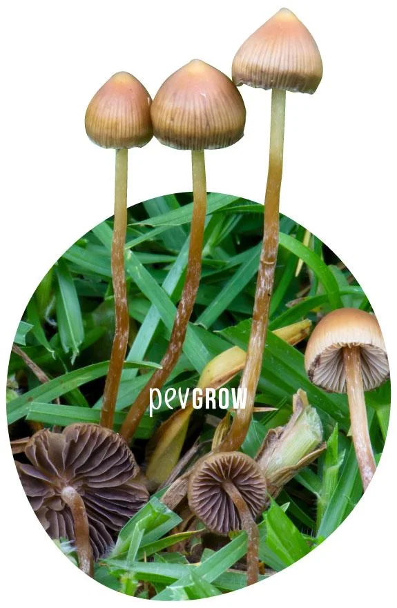 Setas entre hierba verde, con tallos finos y largos, sombreros acampanados y varios ejemplares que muestran sus láminas oscuras. Setas entre hierba verde, con tallos finos y largos, sombreros acampanados y varios ejemplares que muestran sus láminas oscuras.
