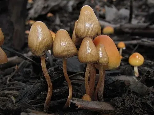 Grupo de setas con sombreros cónicos marrones y tallos finos sobre un suelo oscuro cubierto de restos vegetales.