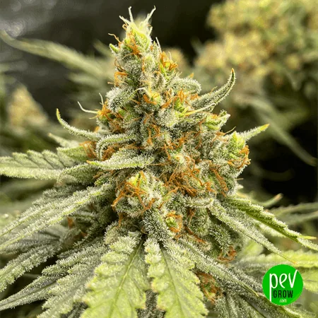 Primer plano de un cogollo de cannabis con filamentos anaranjados, abundantes puntos blanquecinos y hojas verdes dentadas.