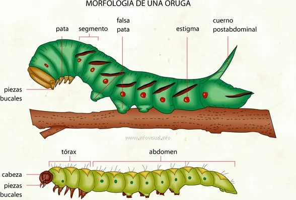 Diagrama de la morfología de una oruga con dos vistas laterales y etiquetas de sus patas, segmentos y otras partes del cuerpo.