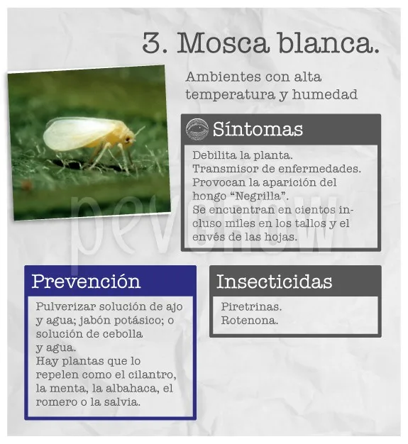 Infografía de la mosca blanca con un insecto de alas claras sobre una hoja y apartados de síntomas, prevención e insecticidas.