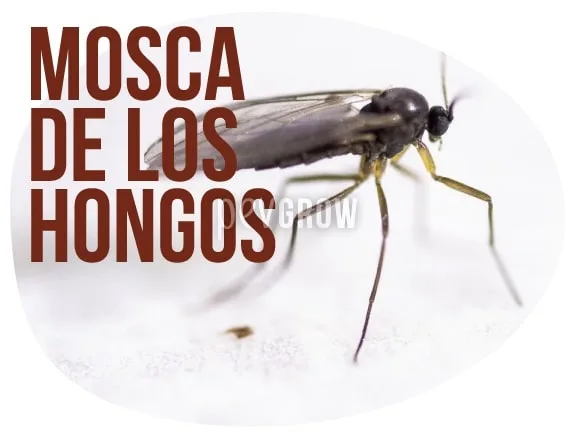 Primer plano lateral de una mosca de patas largas y alas translúcidas junto al texto «Mosca de los hongos». Primer plano lateral de una mosca de patas largas y alas translúcidas junto al texto «Mosca de los hongos».