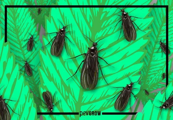 Montaje de moscas negras de distintos tamaños sobre siluetas de hojas de cannabis en tonos verdes, con marco negro y logo Pevgrow.