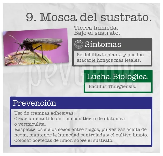 Infografía de la mosca del sustrato con el insecto sobre fondo violeta y cuadros de síntomas, lucha biológica y prevención.