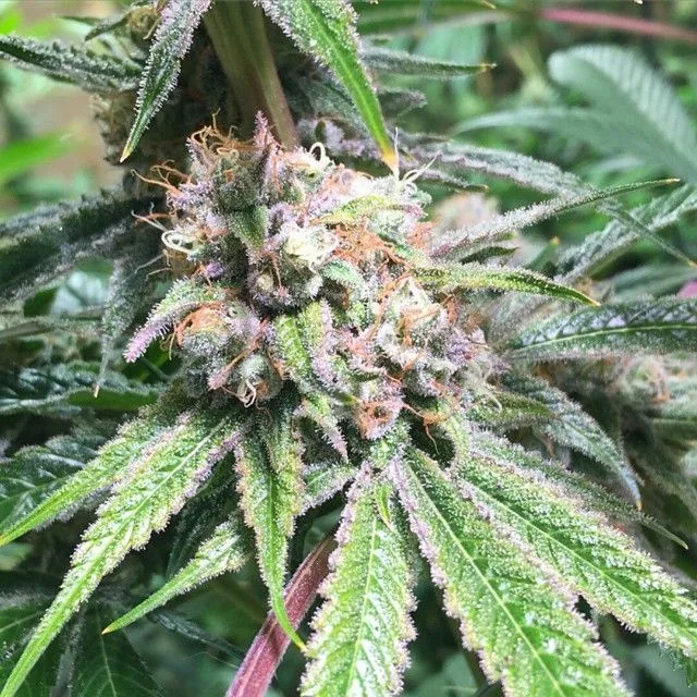 Primer plano de un cogollo de cannabis con pistilos anaranjados y hojas verdes con tonos morados cubiertas de tricomas. Primer plano de un cogollo de cannabis con pistilos anaranjados y hojas verdes con tonos morados cubiertas de tricomas.