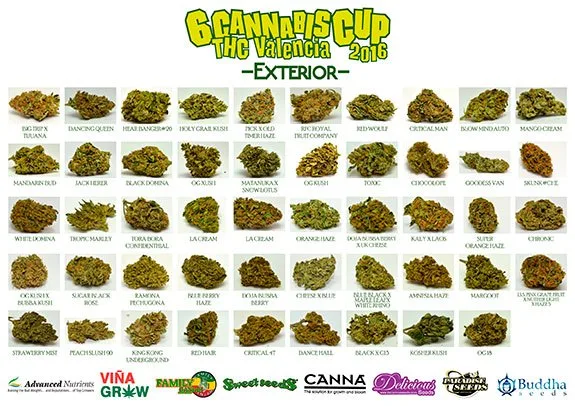 Muestras de cogollos de exterior de la sexta Cannabis Cup THC Valencia 2016, dispuestas en filas con nombres bajo cada una. Muestras de cogollos de exterior de la sexta Cannabis Cup THC Valencia 2016, dispuestas en filas con nombres bajo cada una.