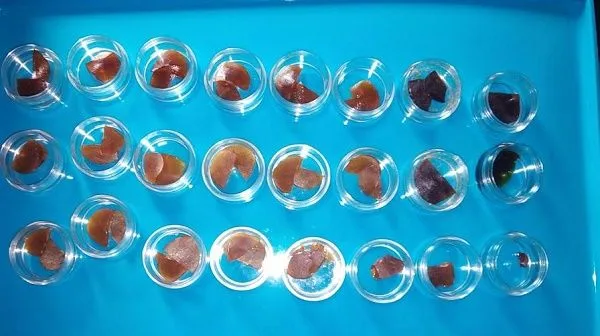 Recipientes transparentes dispuestos en tres filas sobre fondo azul, con muestras de extractos en tonos ámbar, rojizos y oscuros.