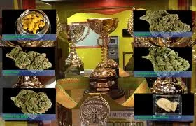 Montaje con un trofeo dorado en el centro, rodeado de fotografías de cogollos de cannabis y una muestra amarilla en un recipiente.