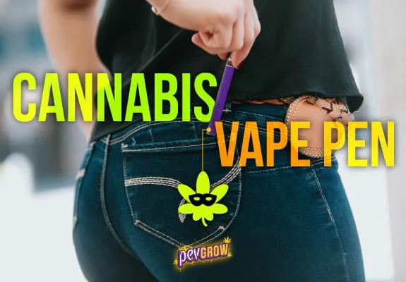 Una persona introduce un vapeador morado en el bolsillo trasero del pantalón vaquero, junto al texto «Cannabis Vape Pen».