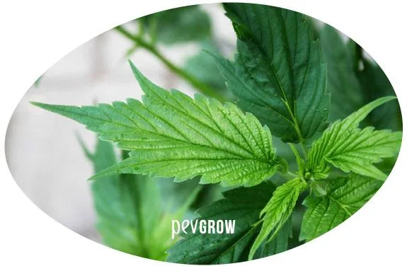Primer plano ovalado de hojas de cannabis verdes, con una hoja ancha de bordes dentados y lóbulos poco separados.