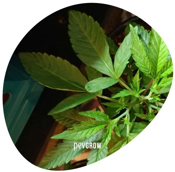 Planta de cannabis con hojas anchas de extremos redondeados junto a otras más estrechas y dentadas, en un encuadre ovalado.