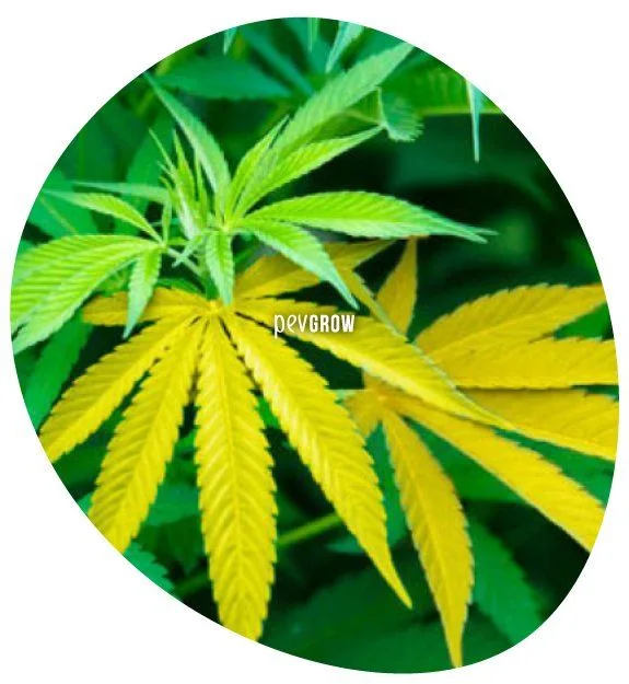 Detalle de hojas de cannabis amarillas bajo brotes verdes, en un recorte ovalado con la marca Pevgrow en el centro.