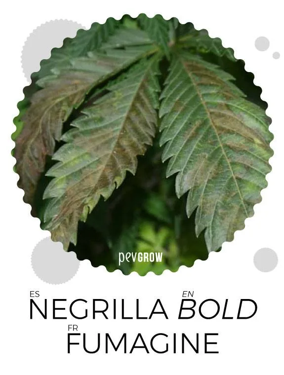 Hojas dentadas de cannabis con zonas oscuras y pardas, enmarcadas en un círculo sobre los rótulos «Negrilla», «Bold» y «Fumagine». Hojas dentadas de cannabis con zonas oscuras y pardas, enmarcadas en un círculo sobre los rótulos «Negrilla», «Bold» y «Fumagine».