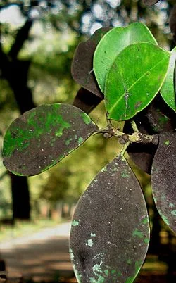 Hojas ovaladas de una rama con amplias zonas de recubrimiento oscuro, áreas verdes y pequeñas manchas claras. Hojas ovaladas de una rama con amplias zonas de recubrimiento oscuro, áreas verdes y pequeñas manchas claras.