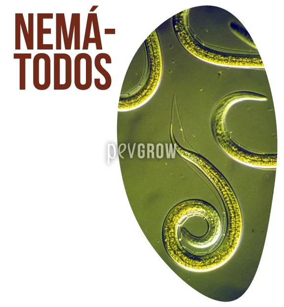 Vista microscópica de varios nematodos curvados, uno enrollado en espiral, junto al texto «Nemátodos». Vista microscópica de varios nematodos curvados, uno enrollado en espiral, junto al texto «Nemátodos».