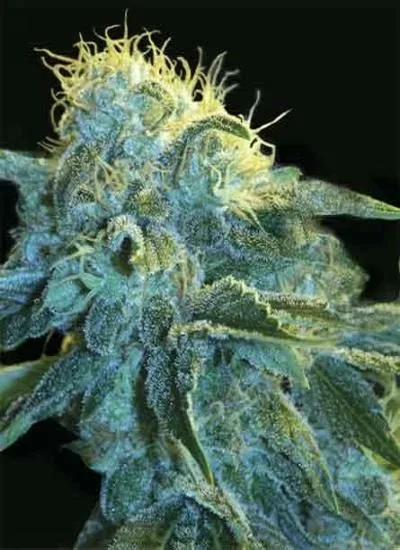Primer plano de un cogollo de cannabis con abundantes filamentos claros y pequeñas hojas cubiertas de tricomas sobre fondo negro. Primer plano de un cogollo de cannabis con abundantes filamentos claros y pequeñas hojas cubiertas de tricomas sobre fondo negro.
