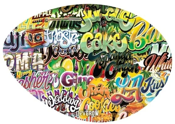 Collage ovalado de nombres de variedades con letras multicolores superpuestas, entre ellas Cake, Orange y Wedding Cake. Collage ovalado de nombres de variedades con letras multicolores superpuestas, entre ellas Cake, Orange y Wedding Cake.