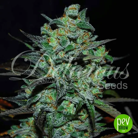 Primer plano de un cogollo de cannabis con hojas verdes oscuras, filamentos anaranjados y abundantes puntos blanquecinos sobre fondo negro. Primer plano de un cogollo de cannabis con hojas verdes oscuras, filamentos anaranjados y abundantes puntos blanquecinos sobre fondo negro.