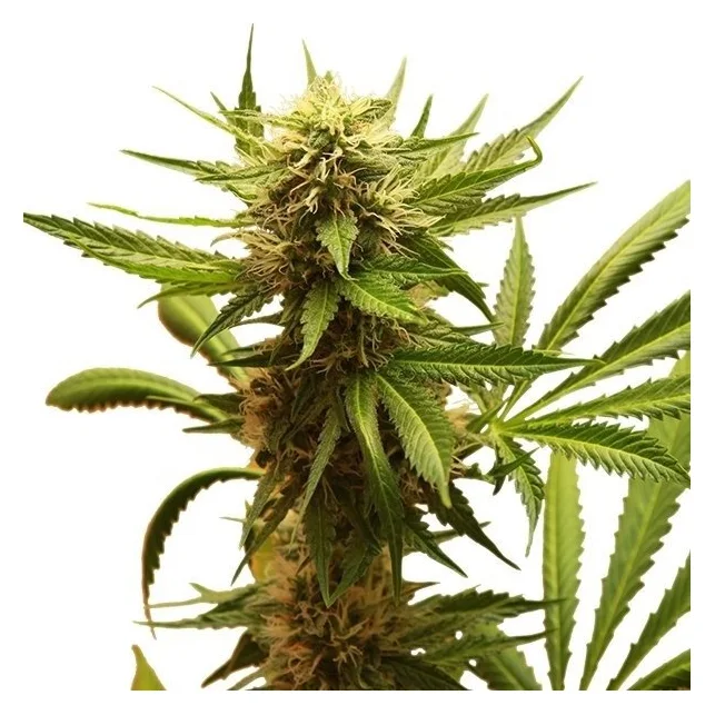 Flor central de cannabis con filamentos claros y tostados, rodeada de hojas verdes estrechas y dentadas sobre fondo blanco. Flor central de cannabis con filamentos claros y tostados, rodeada de hojas verdes estrechas y dentadas sobre fondo blanco.