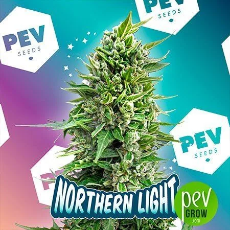 Cogollo alargado de cannabis sobre fondo turquesa y rosa, con el rótulo «Northern Light» y logotipos de PEV Seeds y Pev Grow. Cogollo alargado de cannabis sobre fondo turquesa y rosa, con el rótulo «Northern Light» y logotipos de PEV Seeds y Pev Grow.