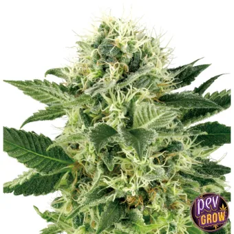 Primer plano de un cogollo de cannabis con hojas verdes dentadas y numerosos filamentos claros sobre fondo blanco.