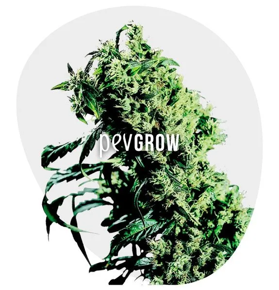 Rama de cannabis con abundantes cogollos verdes y hojas estrechas, enmarcada en un óvalo gris claro con el logotipo Pevgrow en el centro. Rama de cannabis con abundantes cogollos verdes y hojas estrechas, enmarcada en un óvalo gris claro con el logotipo Pevgrow en el centro.