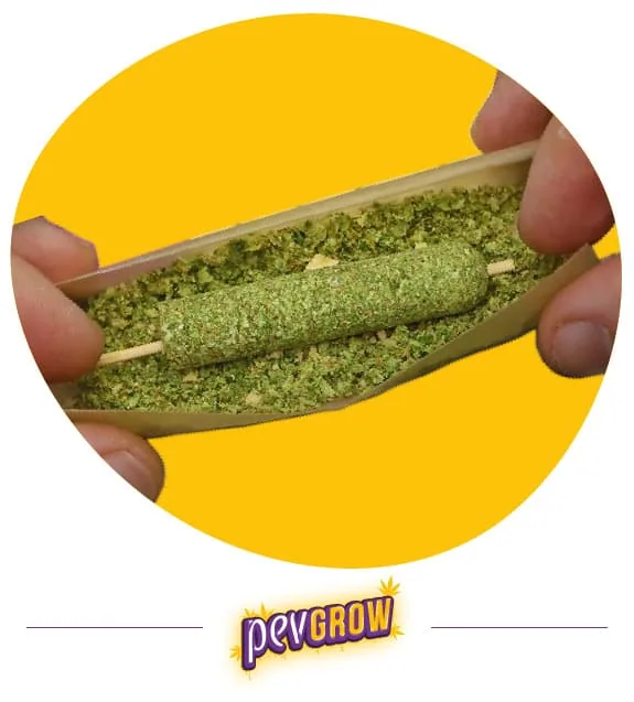 Dos manos sostienen una bandeja con material vegetal desmenuzado y un cilindro verde alrededor de un palito, sobre fondo amarillo. Dos manos sostienen una bandeja con material vegetal desmenuzado y un cilindro verde alrededor de un palito, sobre fondo amarillo.