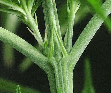 Detalle de un nudo de cannabis, con el tallo central verde, dos ramas laterales y pequeños brotes alargados en sus uniones.