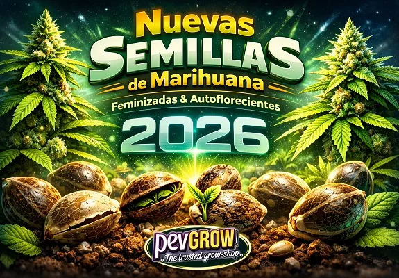 Cartel con plantas, semillas y brotes de cannabis y el texto «Nuevas semillas de marihuana feminizadas & autoflorecientes 2026». Cartel con plantas, semillas y brotes de cannabis y el texto «Nuevas semillas de marihuana feminizadas & autoflorecientes 2026».