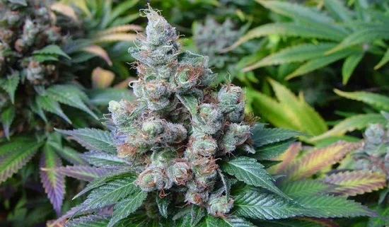 Primer plano de un cogollo de cannabis con tonos verdes y violáceos, filamentos anaranjados y hojas dentadas alrededor.