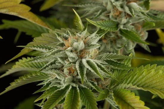 Cogollo de cannabis en primer plano con filamentos anaranjados y hojas de superficie blanquecina; otra flor queda desenfocada detrás.