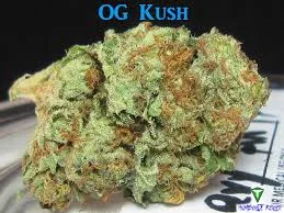 Cogollo de cannabis verde claro con filamentos anaranjados sobre una superficie impresa, bajo el texto azul «OG Kush».