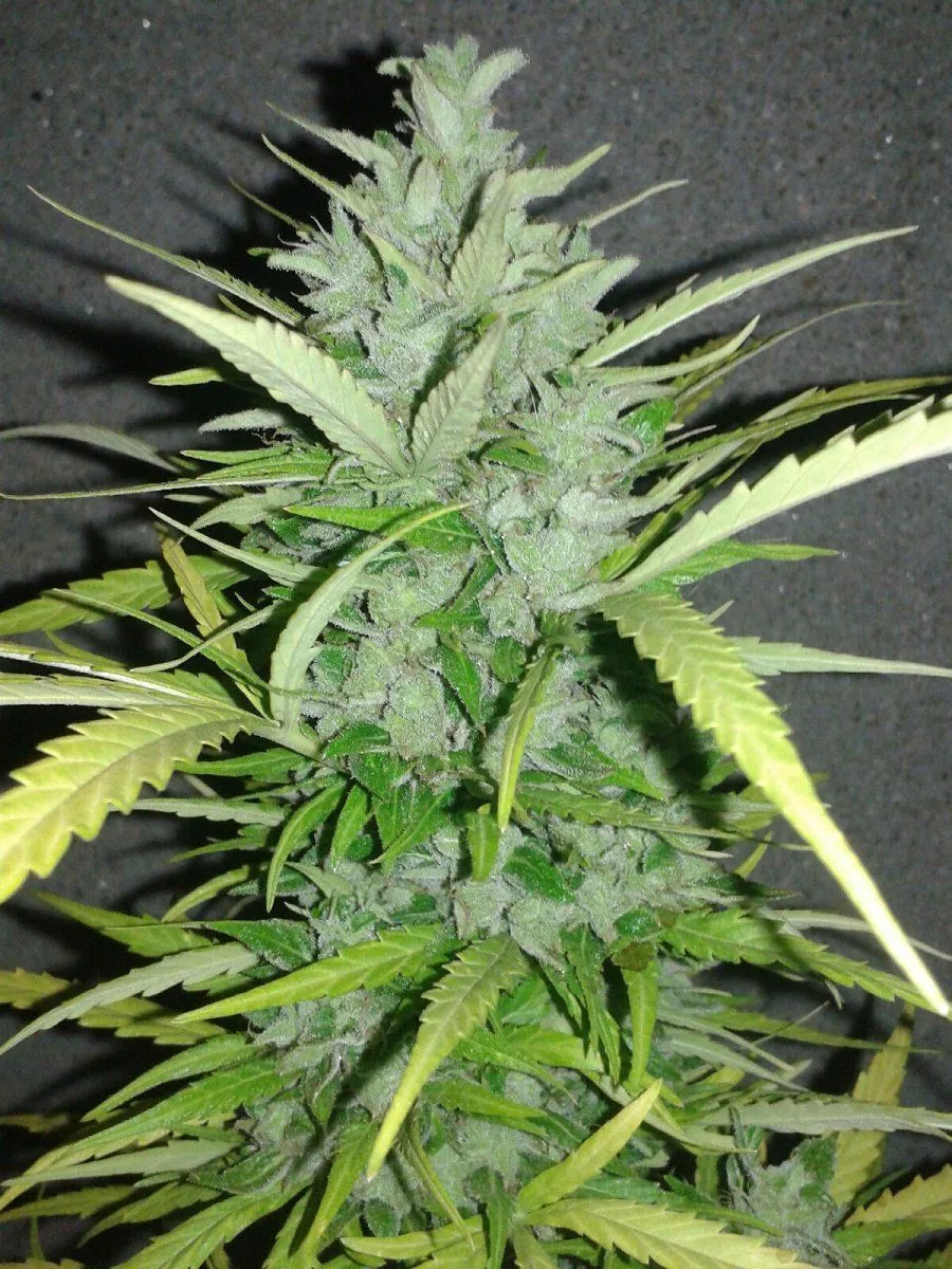 Primer plano de una rama de cannabis con numerosos cogollos de superficie blanquecina y hojas verdes y amarillentas sobre fondo oscuro.
