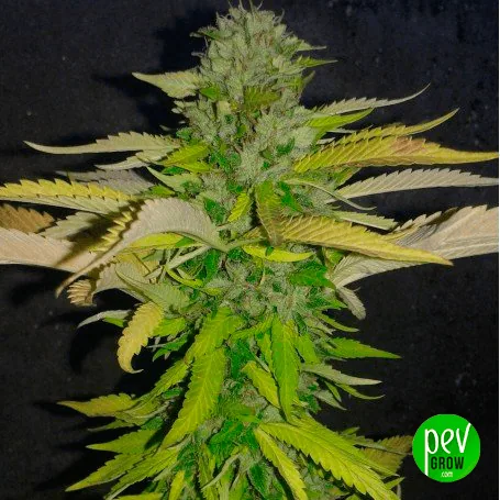 Planta de cannabis con cogollo central alargado y hojas verdes y amarillentas sobre fondo negro, con el logotipo de Pev Grow abajo. Planta de cannabis con cogollo central alargado y hojas verdes y amarillentas sobre fondo negro, con el logotipo de Pev Grow abajo.