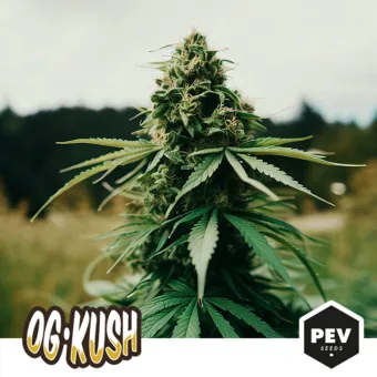 Planta de cannabis con un cogollo central y hojas alargadas al aire libre, con el texto «OG KUSH» y el logotipo PEV Seeds.